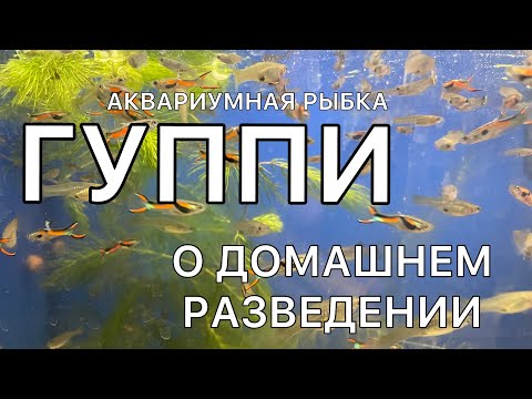 Видео: ЧЕМ КОРМИТЬ МАЛЬКА ГУППИ ЕСЛИ НЕТ ЖИВОГО КОРМА | Гуппи уход и содержание