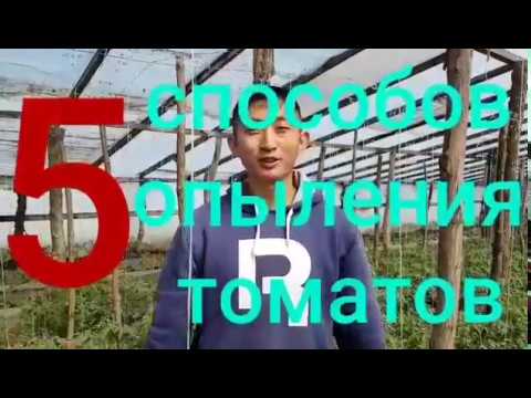 Видео: 5 СПОСОБОВ ОПЫЛЕНИЯ ПОМИДОР. Как я опыляю. И стоит ли вообще опылять???