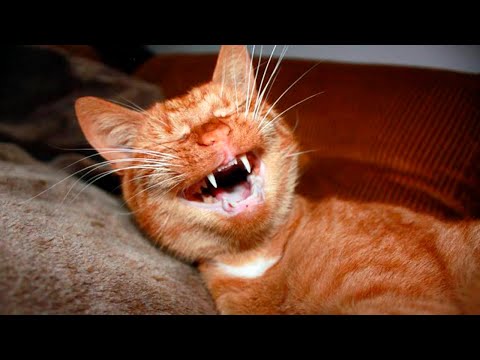 Видео: ПОПАЛСЯ, КОЖАНЫЙ) Приколы с котами | Подборка 2020 | Мемозг #491
