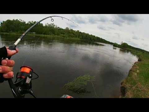 Видео: Ловля жереха на спининг на реке Десна.Место работает...Рыбалка в мае 2021.