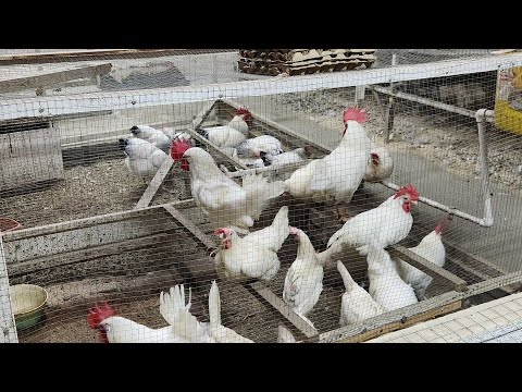 Видео: Сотилади: заказга очириб, бокиб хам беришади, тухуми хам бор 905561074 #бизнес#факт#тезкор