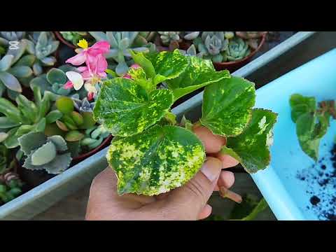 Видео: По вашим просьбам/ Бегония вариегатная 💚 Из ОГ в 🏠 Пересадка, размножение, обработка 🌱