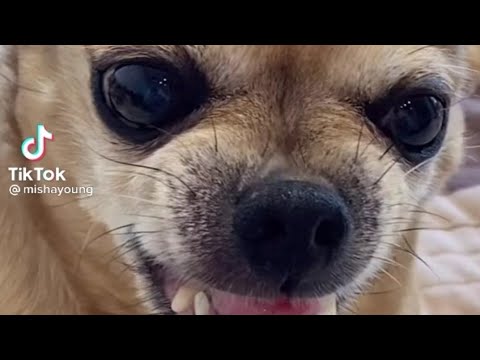 Видео: Парень с чихуахуа из ТикТока