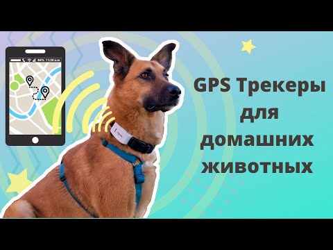 Видео: GPS Трекеры для собак и кошек. Как выбрать? Честный обзор