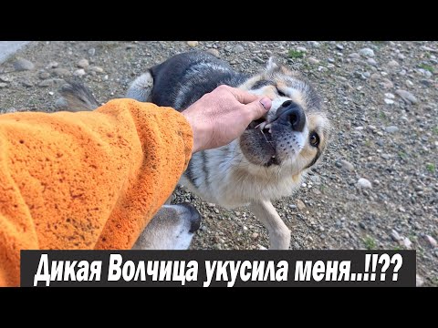 Видео: Дикая Волчица Тайра укусила меня ?! Как это было... / Доделал Перила, осталось покрасить.