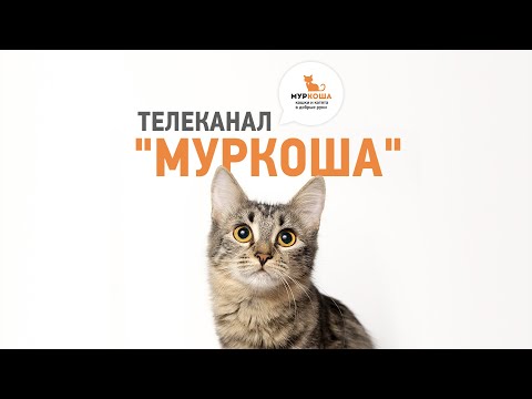 Видео: Телеканал "Муркоша" - комната 13 (29.04.2020)