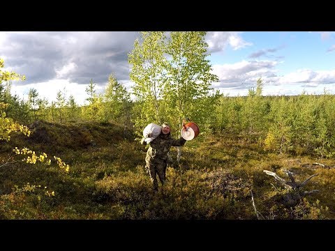 Видео: 7 000 тр в день. Сбор Ягод в Карелии. Сезонная работа в Карелии. Сбор брусники.