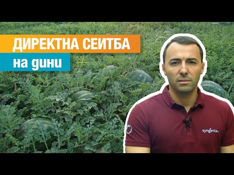 Видео: Директна сеитба на дини