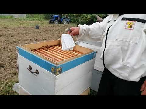 Видео: О сушка рамок избегаем от инфекций и воровства.