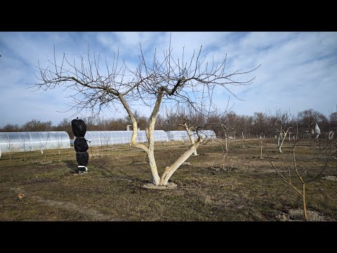 Видео: не укорачиваем волчки у яблони