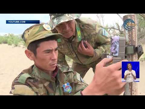 Видео: Балқашта «Тұран жолбарысын» жерсіндіру жұмысы жүріп жатыр