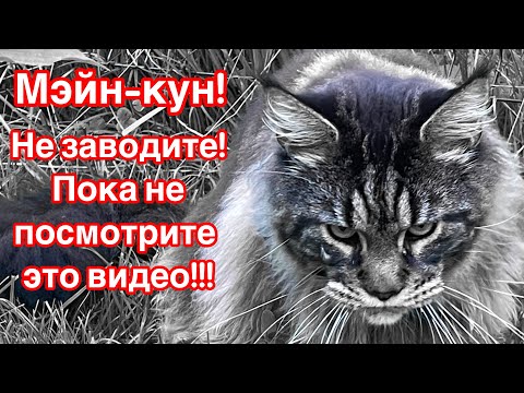 Видео: ! НЕ ЗАВОДИТЕ МЭЙН-КУНА! ПОКА НЕ ПОСМОТРИТЕ ЭТО ВИДЕО!
