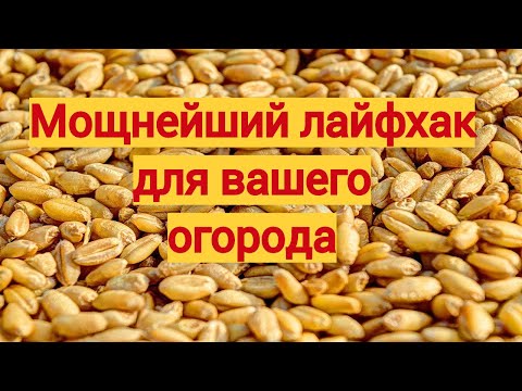 Видео: 🔥Семена в земле умеют чувствовать друг друга🔥Умные корни растений