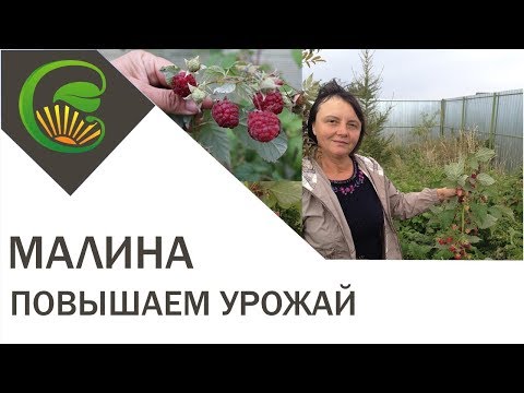 Видео: Как улучшить развитие малины