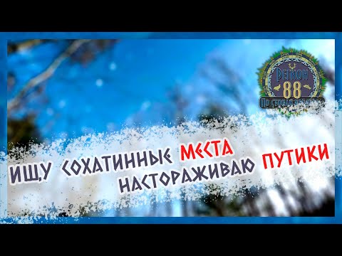 Видео: Регион 88 | Ищу сохатинные места. Настораживаю путики