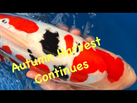 Видео: Продолжение осеннего урожая 2025 года // Упорство в Оцуке окупилось