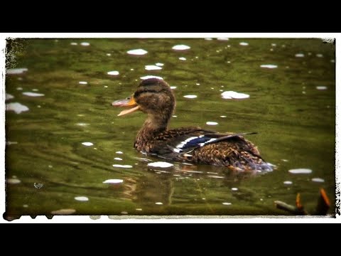 Видео: Охота с подсадной! Снова успех!