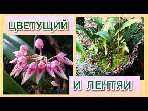 Видео: Орхидея Бульбофиллум /Bulbophillum, как посадить бульбофиллум, варианты посадок.