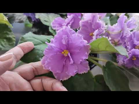 Видео: Фиалки стандарты. Шапки и не очень - все красивые!!!