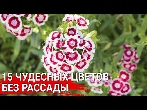 Видео: 15 чудесных цветов без рассады