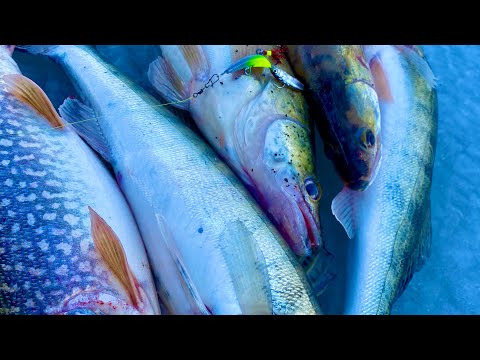 Видео: ВИБЫ БОЛЬШЕ НЕ НУЖНЫ !!! СУДАК ЩУКА ЛУПИТ ЕЕ первый лед
