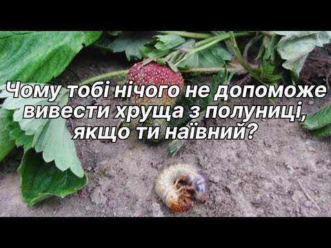 Видео: Ставимо КРАПКУ в питанні ХРУЩА у вирощуванні полуниці/Або ТИ або ТЕБЕ