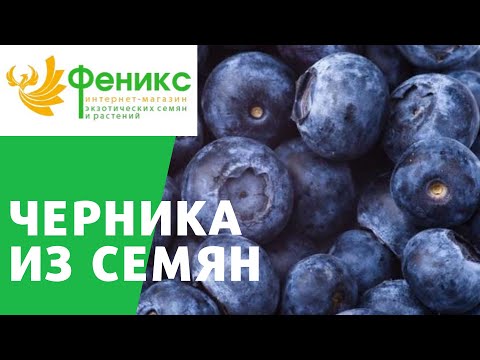 Видео: Черника - проращивание семян