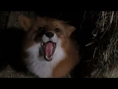 Видео: Алиса - лиса. Игнис занимается выслеживанием меня в вольере #лисяо #милота #лиса #fox