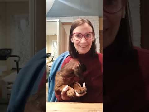 Видео: История появления баварской горной гончей в нашем доме