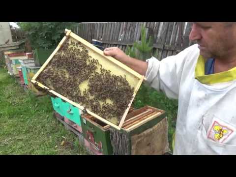 Видео: Породистая иностранка ЗАЛЕТЕЛА В ЛОВУШКУ