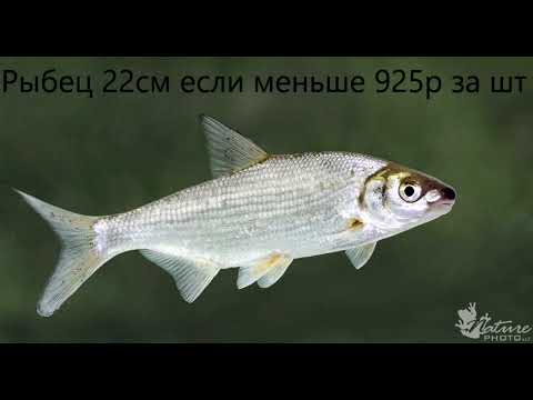 Видео: размеры рыб для вылова