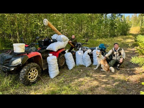 Видео: УРОЖАЙНЫЙ ГОД. СБОР КЕДРОВОГО ОРЕХА В СИБИРСКОЙ ТАЙГЕ.