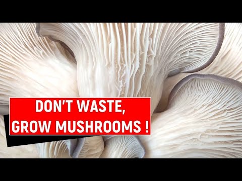 Видео: Как вырастить вешенку на чайно-кофейной гуще? Выращивание грибов дома.