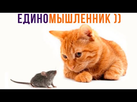 Видео: ЕДИНОМЫШЛЕННИК ))) Ваши мемы | Приколы | Мемозг 1077