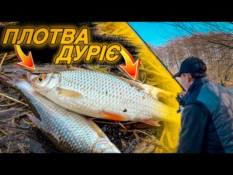 Видео: ПЛОТВА ДУРІЄ!!! / ЛОВЛЯ ПЛОТВИ РАННЬОЮ ВЕСНОЮ ##риболовля #fishing #fish