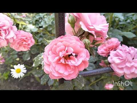 Видео: 🥀Розаріум Ютерзен - троянда для арки #троянди #rose #flowers