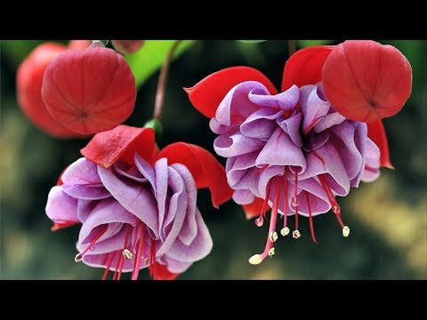 Видео: ФУКСИЯ – разнообразие видов и сортов! Вот Какими бывают  Фуксии!