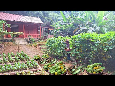 Видео: Горное садоводство: сбор дынь и кабачков для продажи на рынке / жизнь вне сети - строительство фермы