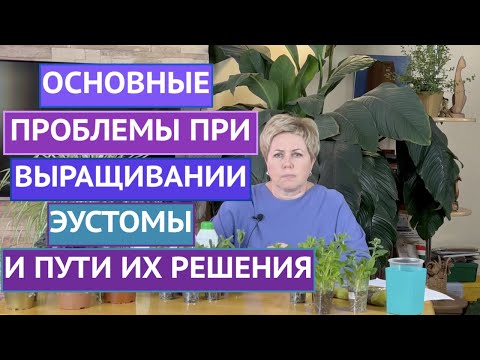 Видео: ОБСУЖДАЕМ ГЛАВНЫЕ ПРОБЛЕМЫ ЭУСТОМЫ: ЖЕЛТЫЕ ЛИСТЬЯ, ОТСУТСВИЕ РОСТА И ДРУГИЕ