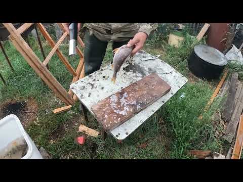 Видео: ЭлектроРыбочистка. Отличная штука.