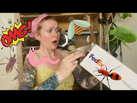 Видео: Распаковываю таинственную коробку с живыми насекомыми! Одна меня укусила
