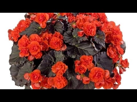 Видео: 🌺🌺🌺. БЕГОНИИ УКОРЕНИЛИСЬ-ПЕРЕСАЖИВАЮ В НОВЫЙ ГРУНТ‼️