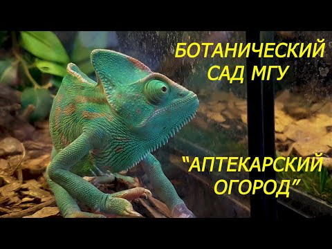 Видео: Оранжерея в "Аптекарском огороде" Ботанического сада МГУ   Москва...