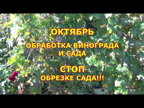 Видео: Октябрь. Обработки винограда. СТОП обрезке сада