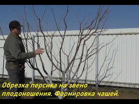 Видео: Обрезка персика на звено плодоношения. Формировка чашей.