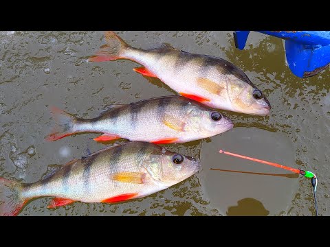 Видео: ПЕРВЫЙ ЛЁД 2025-2026. ОТКРЫТИЕ СЕЗОНА БЕЗНАСАДКИ !!!