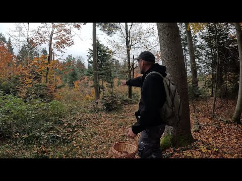 Видео: Ехх!..ОтО галявина Біляков!Недоторкані місцяТут ГРИБНИКІВ не буває! ШОК 30.10.2024!