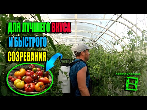 Видео: ЧЕМ ПОДКОРМИТЬ ПОМИДОРЫ ВО ВРЕМЯ ПЛОДОНОШЕНИЯ И ПЛОДЫ БЫСТРЕЕ СОЗРЕЛИ? ЭКО-САД ВЫХОДНОГО ДНЯ 23-23