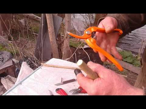 Видео: Прививка.Виды и приемы.Прививка се
мечковых и косточ
ковых.Прочитай описание.