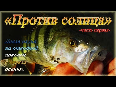 Видео: "Против солнца" - часть 1я - Ловля окуня на отводной поводок с берега осенью.